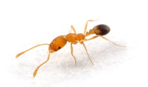 Фараонов муравей Monomorium pharaonis